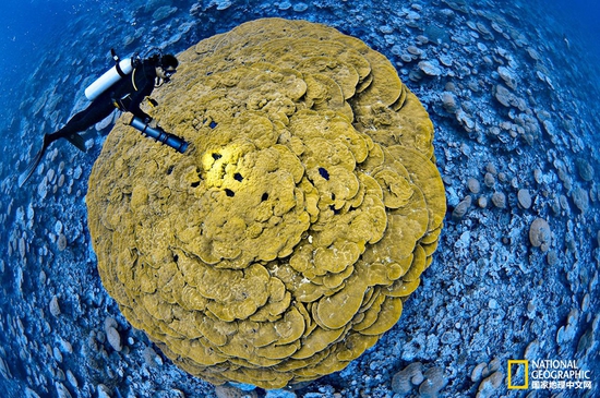 金曼礁國家紀念區(qū)，太平洋攝影：Brian Skerry，國家地理創(chuàng)意版