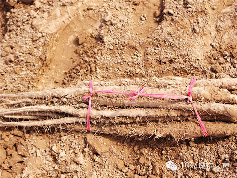 工人們挖好的山藥，整齊地躺在田地上