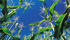 玉米割苗能增產(chǎn)20%～30%？不靠譜！