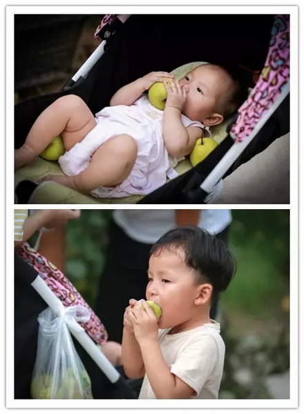 純天然無(wú)公害，新鮮采摘，直接入口！