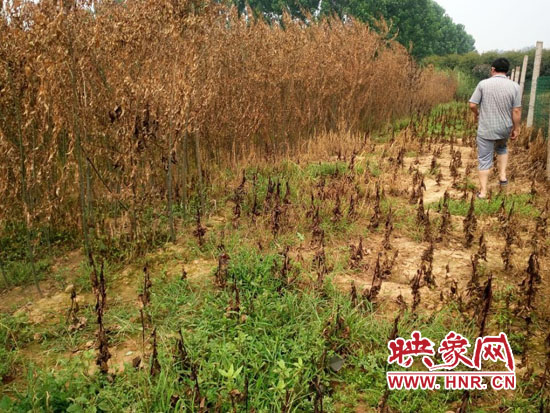 農(nóng)戶(hù)查看被燒毀的苗木 農(nóng)戶(hù)查看被燒毀的苗木