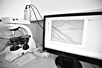 顯微鏡下，蠶絲呈現(xiàn)出表面有光澤，形狀不規(guī)則，粗細(xì)不均。