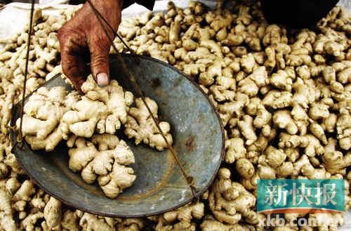 “姜你軍”卷土重來 供應(yīng)不足今年姜價(jià)恐難降 “姜你軍”卷土重來 供應(yīng)不足今年姜價(jià)恐難降