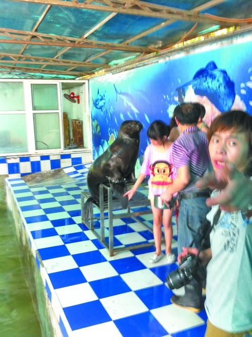 海獅館內(nèi)的攝影師警惕性很高,禁止記者拍照。