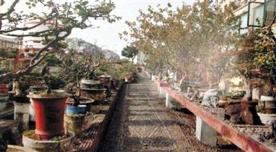 劉光嘉出示博物館內(nèi)部圖片中，擺放著各種盆景。