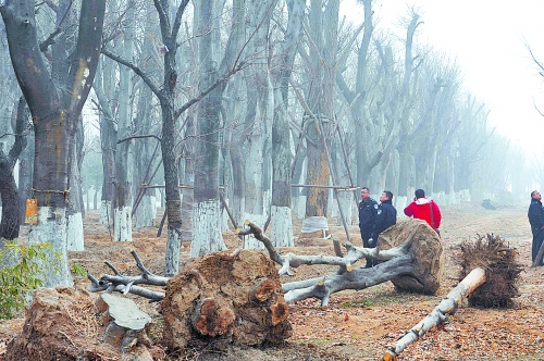 老樹之殤，令人扼腕。