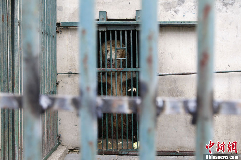 6月19日，河南鄭州，新密市動物園咬死飼養(yǎng)員的肇事棕熊被暫押在鄭州動物園內(nèi)，該熊“臥室”周圍被三重鋼