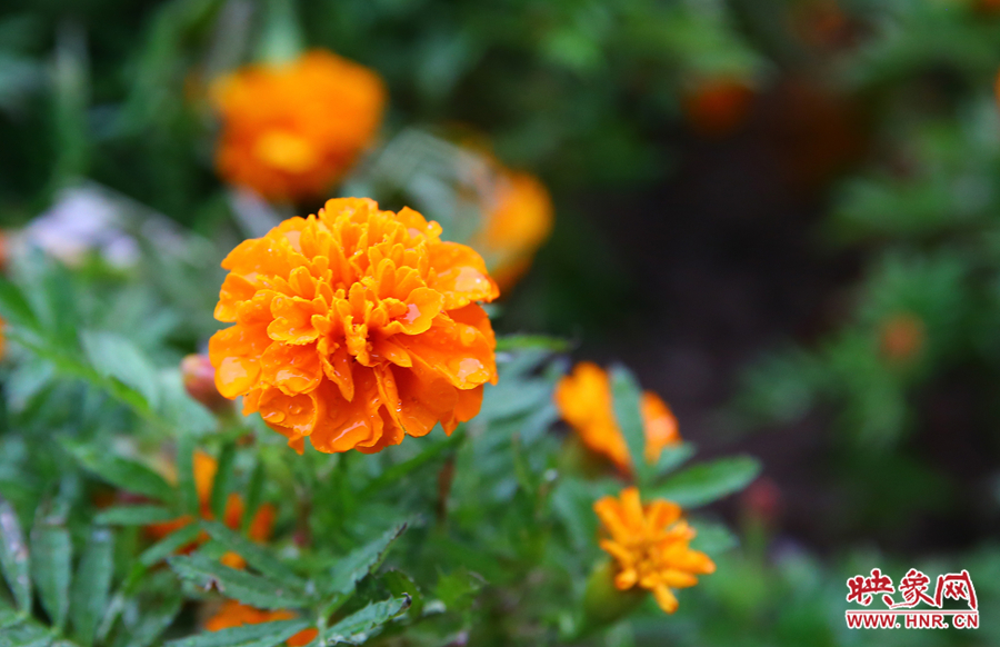 一場秋雨洗去花朵上多日來的塵埃，嬌艷欲滴。