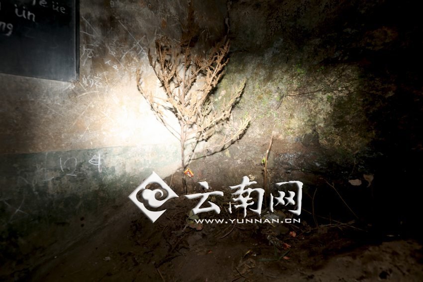 　教室里沒有燈，光線太暗，村民便種下了野蘇麻，希望教室有綠色，讓孩子們看到“希望”。 徐弘毅 攝