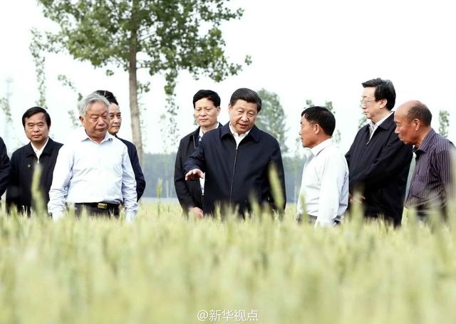 習(xí)近平走進(jìn)糧田,看麥穗灌漿,問農(nóng)田建設(shè)。