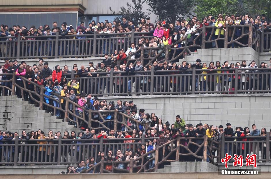 重慶上萬粉絲在南濱路等待《奔跑吧兄弟》節(jié)目的錄制。