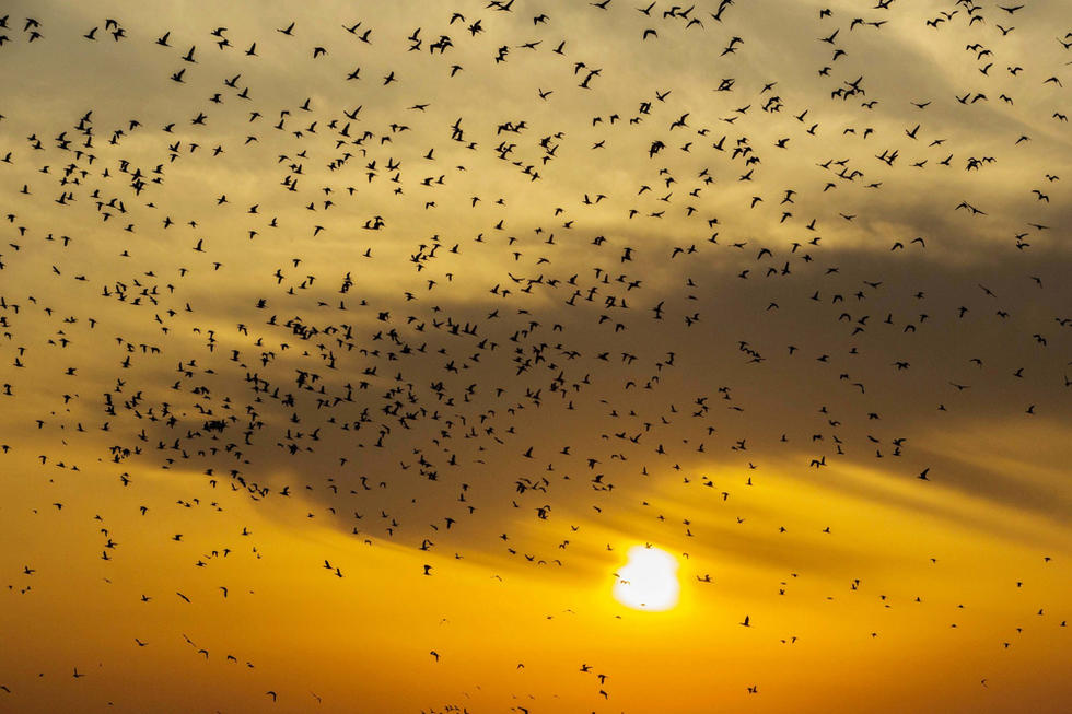 江蘇省連云港市贛榆區(qū)上空出現(xiàn)火燒云景觀，成群海鳥迎著霞光在天空中翩躚起舞，場(chǎng)面蔚為壯觀。