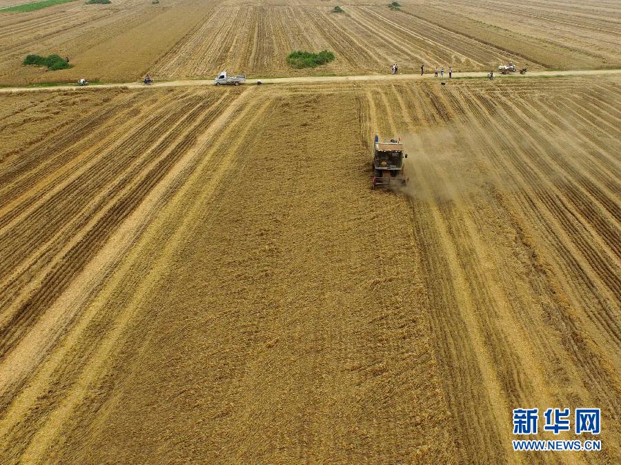 這是5月28日在河南省南陽(yáng)市唐河縣甘河灣村航拍的麥?zhǔn)宅F(xiàn)場(chǎng)。