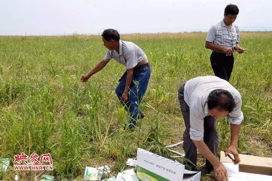 村民在撿拾散落的農(nóng)藥袋，身后是被毀的玉米。