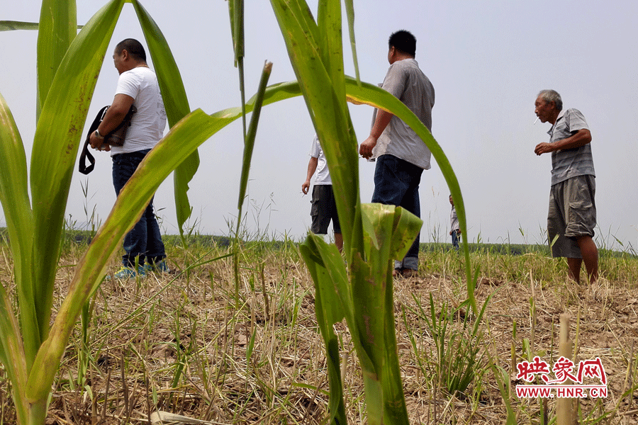耙過的玉米地殘留的玉米。