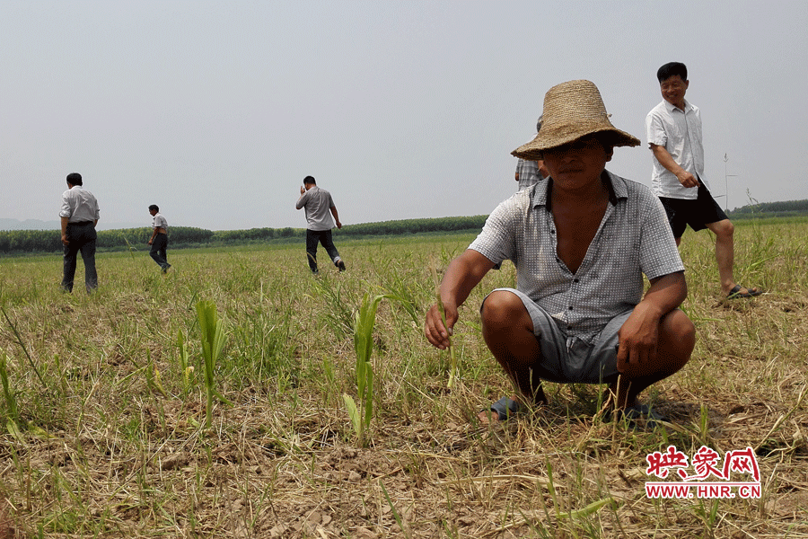 村民手捧殘留的玉米，欲哭無淚。