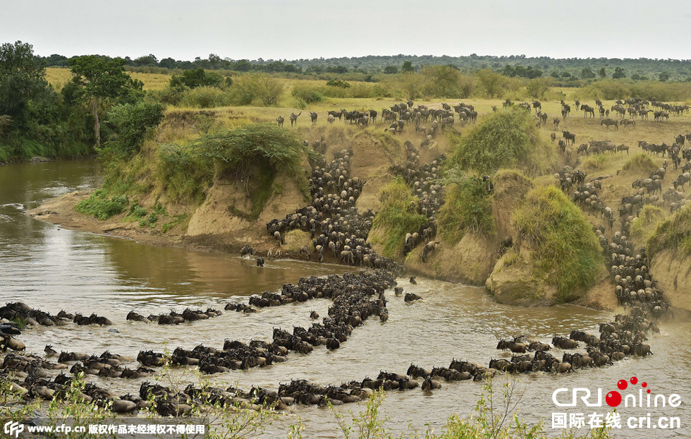 當(dāng)?shù)貢r間2015年9月4日，肯尼亞馬賽馬拉，角馬大遷徙。