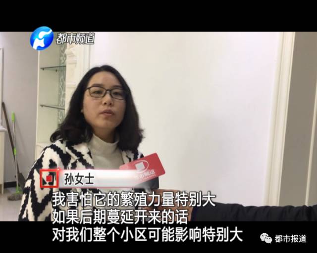 蟻?zhàn)宕筌娙肭?！十幾萬裝修的新家被“吃掉”