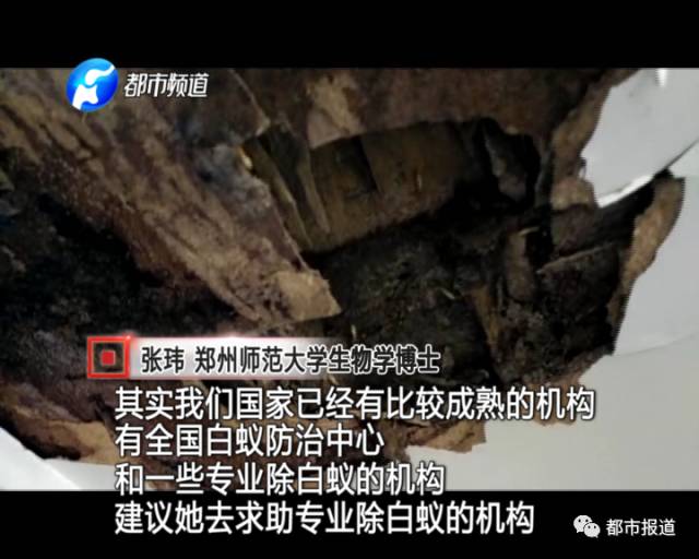 蟻?zhàn)宕筌娙肭?！十幾萬裝修的新家被“吃掉”