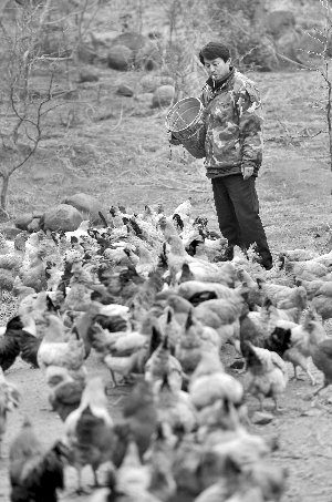 林志坤辭職后在溧水一座山頭開了一片地，每天種菜、喂雞 現(xiàn)代快報(bào)記者 施向輝 攝
