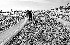 12日，工人在海南省樂東縣佛羅鎮(zhèn)清理被臺風(fēng)刮爛的哈密瓜薄膜架子。 新華社發(fā)