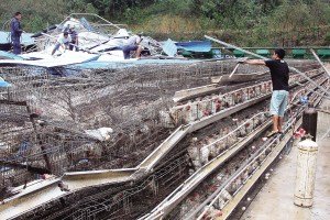 11月13日，位于三亞市吉陽鎮(zhèn)的三亞市菜籃子蛋雞基地，工人們正在搶修雞舍設(shè)施。