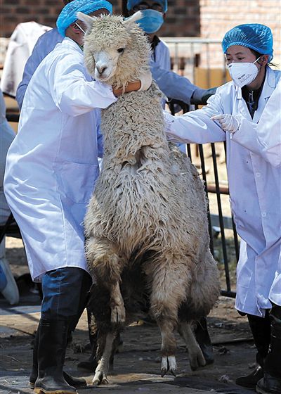 好強(qiáng)壯！我真的不是虛胖，兩三個(gè)人別想控制我。