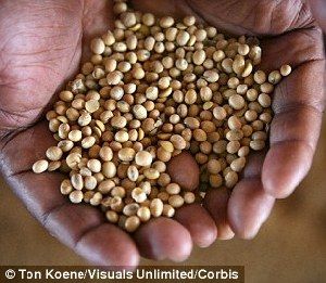 超強(qiáng)厄爾尼諾將引發(fā)全球極端天氣，中國(guó)北方或極端高溫-