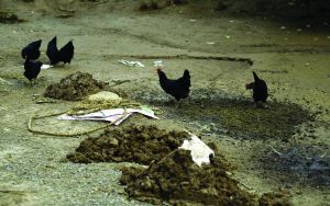 觀(guān)測(cè)點(diǎn)飼養(yǎng)區(qū)擁有上千只雞鴨供監(jiān)測(cè)研究