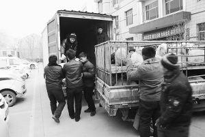 　　■返還追回的被搶綿羊。 本報(bào)記者董世杰攝