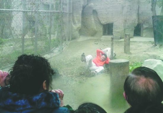 昨日，成都動物園，男子進入白虎活動區(qū)后被白虎拖行。動物園出動50多人成功營救下他