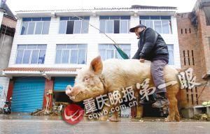 蔣大爺騎著他的種豬出門，回頭率很高。