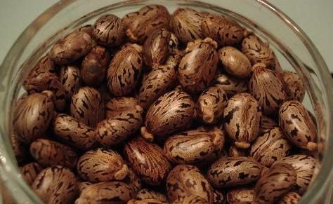 蓖麻子中含蓖麻毒蛋白及蓖麻堿，特別是前者，會(huì)引起中毒。網(wǎng)絡(luò)截圖