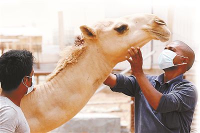 5月12日，印度工人在沙特利雅得外的一家農(nóng)場與駱駝接觸時戴著口罩