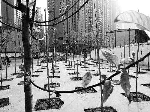 英協(xié)路沈莊北街路口空地上，城管雇人種的100多棵樹(shù)已經(jīng)長(zhǎng)出了嫩芽