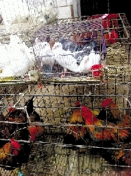 銷量大不如前，近期可能漲價