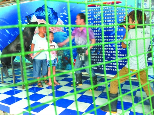 海獅就這樣被飼養(yǎng)員和攝影師擺弄，稍不聽話就會遭到毒打。