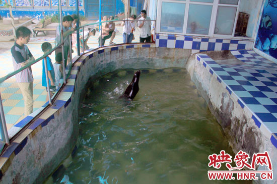 圖為游客在護(hù)欄網(wǎng)外面，觀看海獅的表演。