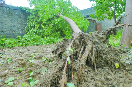 在焦作馬村區(qū)白莊老村，大樹(shù)被狂風(fēng)刮倒。