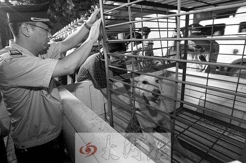 相關部門將加強管理，今年12月起烈性犬一律沒收。 （資料圖）