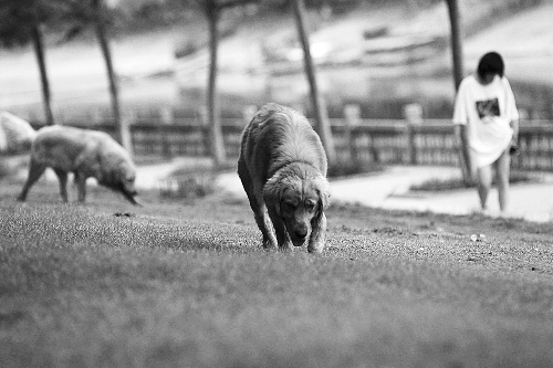 　喜歡養(yǎng)大狗狗的朋友，要抓緊給愛犬在郊外安個家哦！