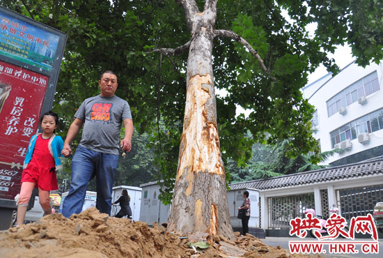 大樹根部翹起，歪向人行道邊。