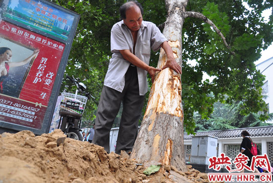 法桐受傷嚴重，樹皮上還沾著不少玻璃。