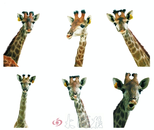 不是我們“高高在上”，只是個子太高就看看臉吧！