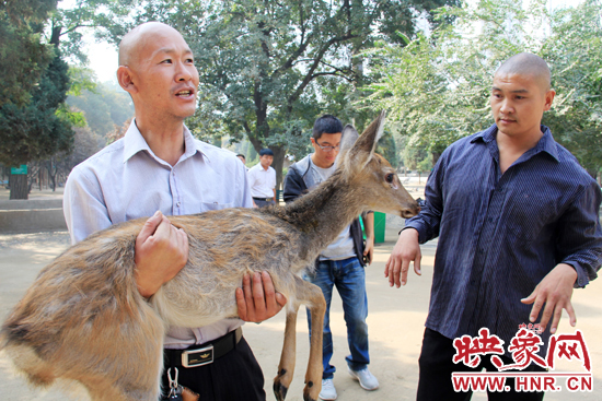 失主宋先生將“愛鹿”抱回家,并表示待小鹿傷情痊愈后,將其送到動物園,供市民觀賞。