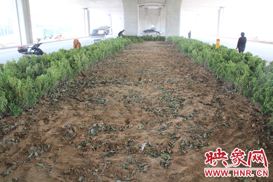 4月17日，當(dāng)記者經(jīng)過該路段時，發(fā)現(xiàn)那些“大葉女貞”并沒有繼續(xù)留在橋下生長，而是被悄悄移走了。