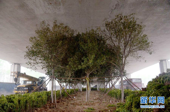 鄭州紫辰路與南三環(huán)交叉口向西，南三環(huán)快速路立交橋下，種植了40余棵大葉女貞，樹木已與立交橋底齊高。