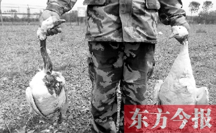 濟(jì)源一山間農(nóng)場遭襲，死傷200多只大鵝
