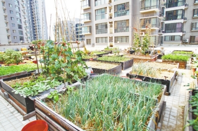  小區(qū)3層商鋪的樓頂是個大平臺，個人圍起來的“小菜園”約有50多個。