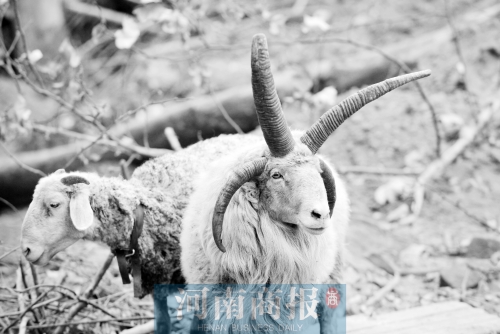 “咩……我的原主人說，他養(yǎng)了一輩子羊，也沒見過我這種情況”